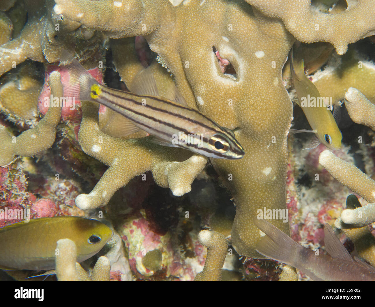 Juvenile Riff-Fische im Korallenriff Stockfoto