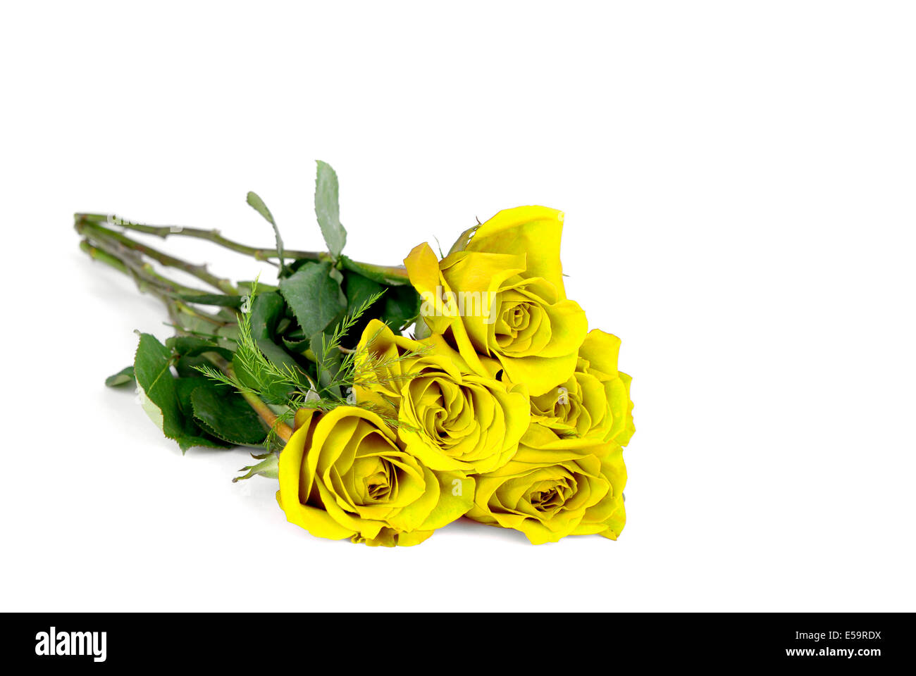Mehrere gelbe Rosen isoliert auf weißem Hintergrund Stockfoto