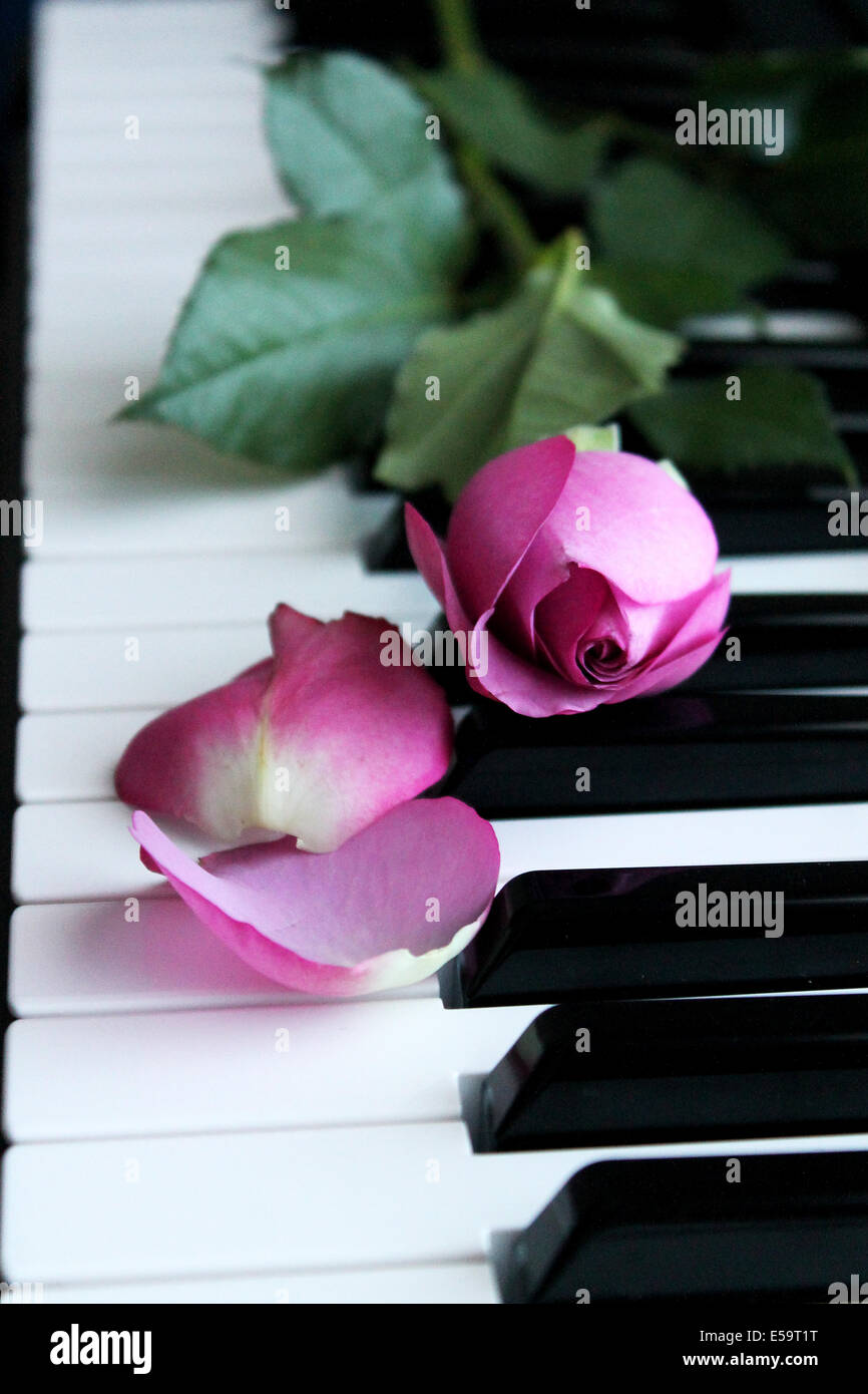 Rosa Rose auf Klavier Stockfoto