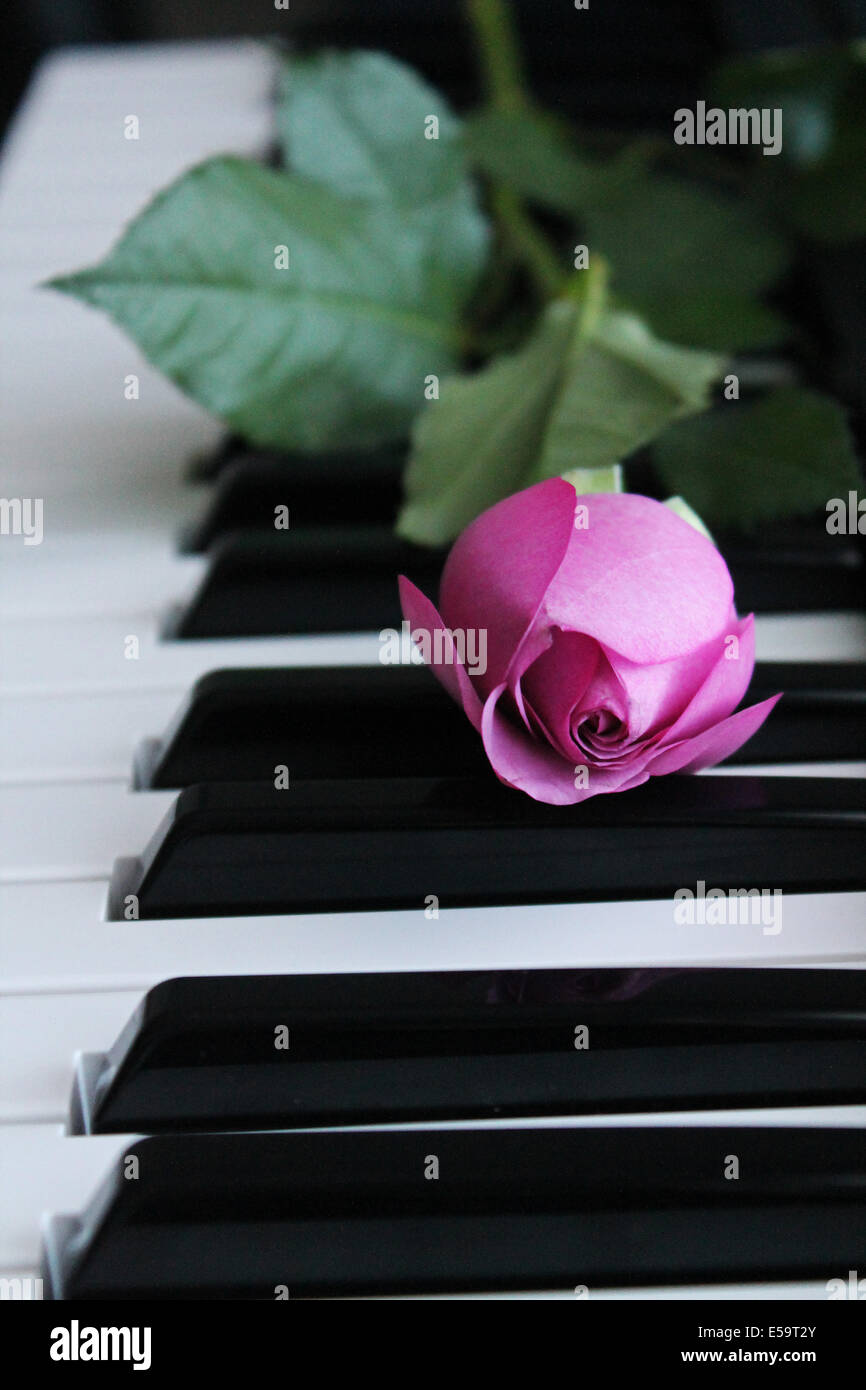 Rosa Rose auf Klavier Stockfoto