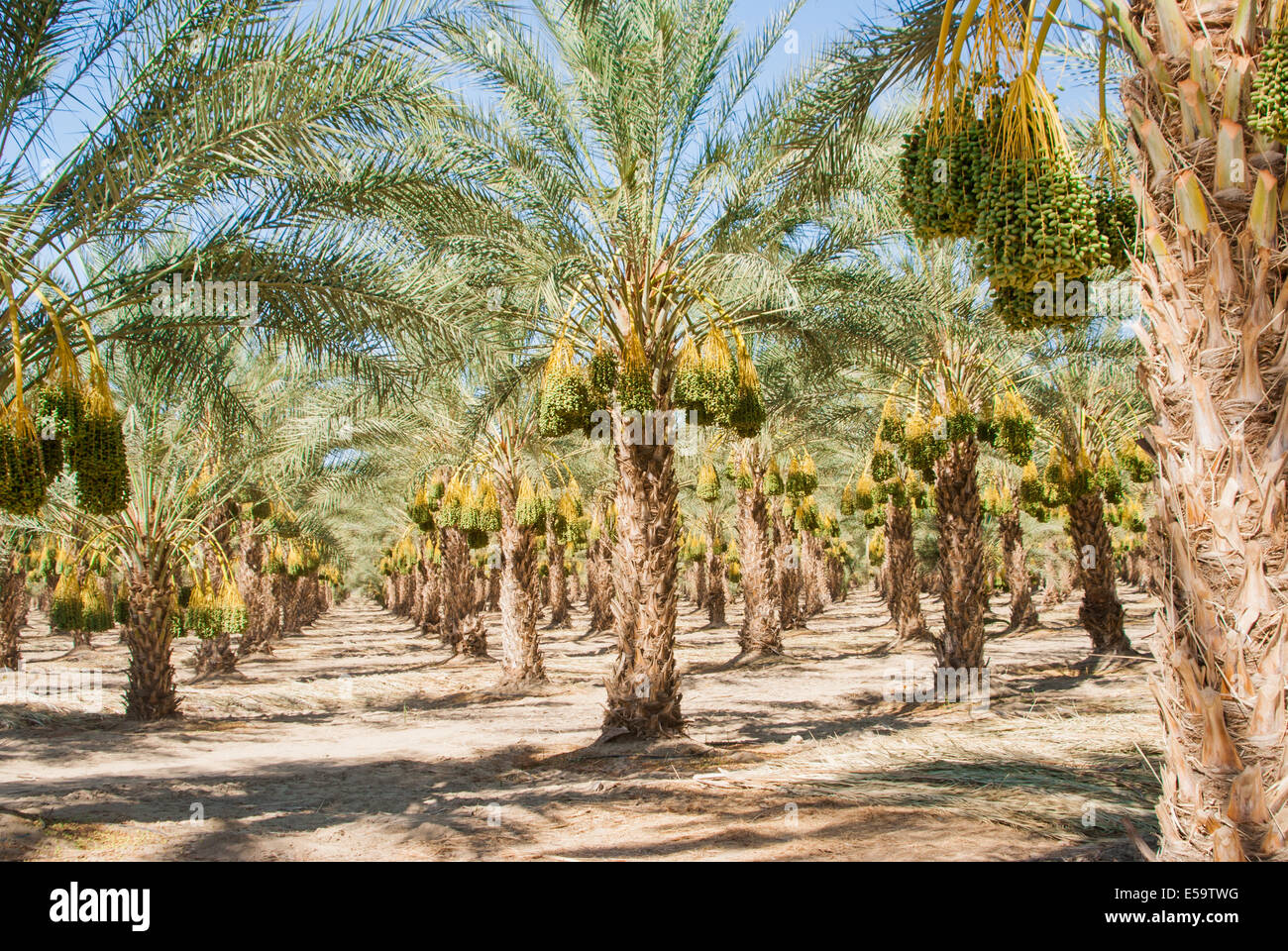 Gereifte Kalifornien Datum palm Obstgarten im Sonnenschein Stockfoto