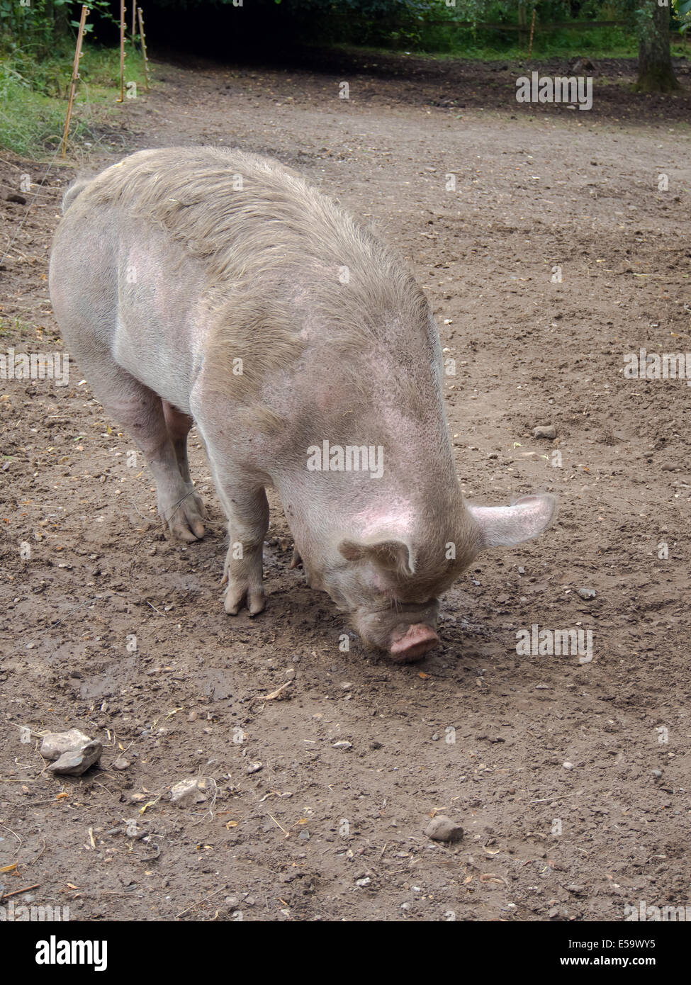 Kune Kune Schwein auf der Suche nach Leckereien im Schlamm Stockfoto