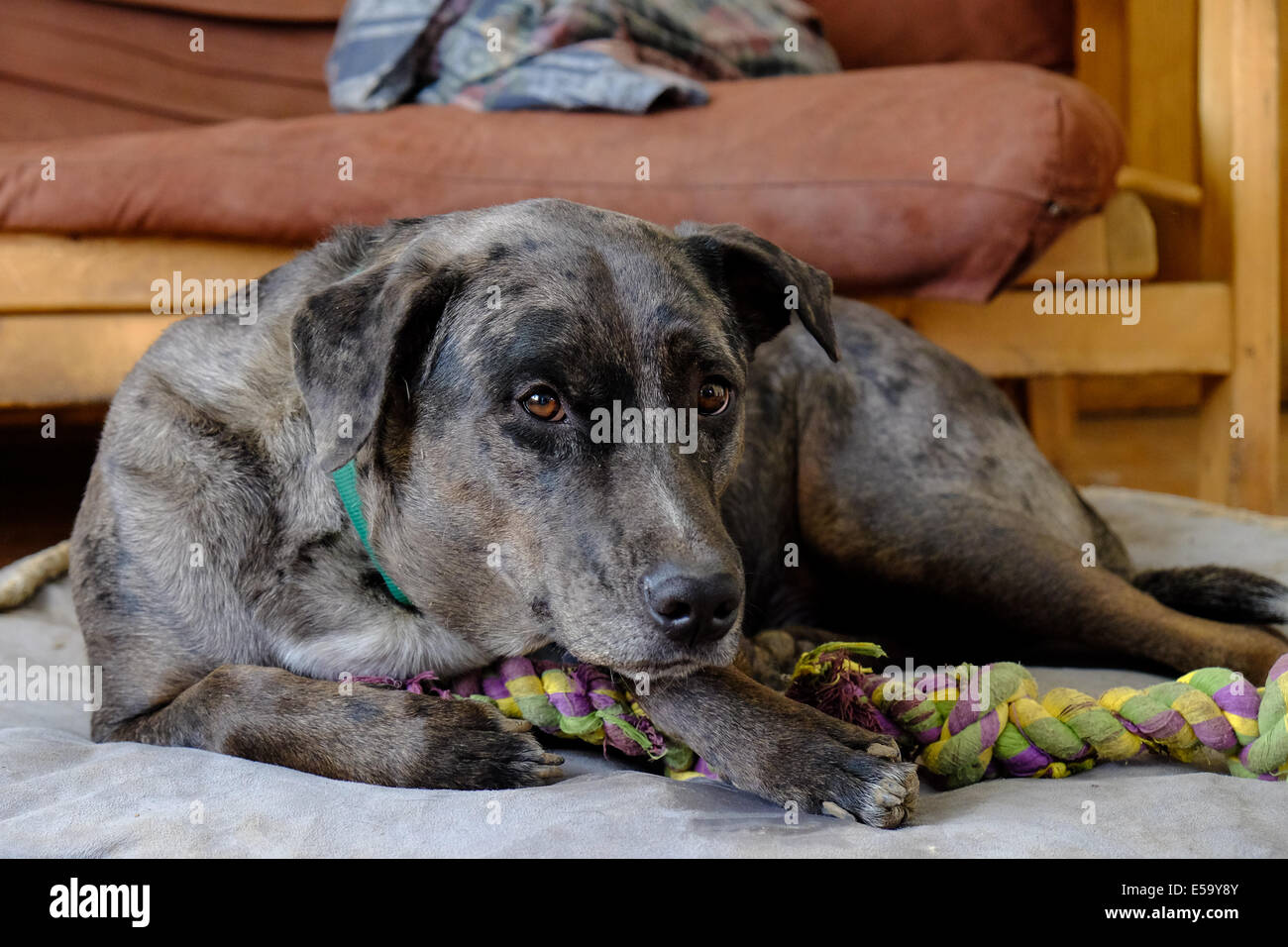 Ein Hund legt auf seinem Hundebett mit seinem Seil Kauspielzeug. Stockfoto