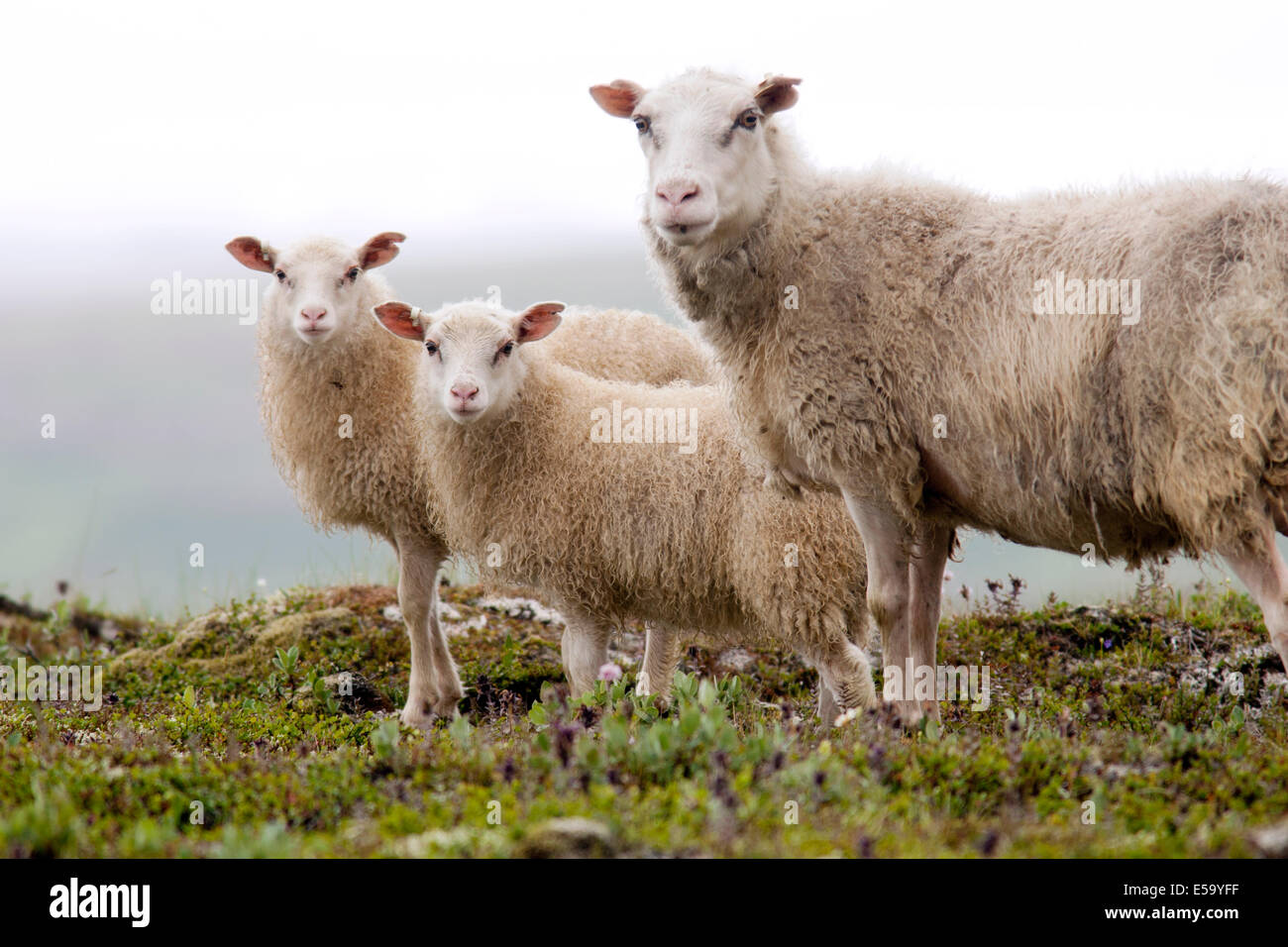 Isländische Schafe - Island Stockfoto