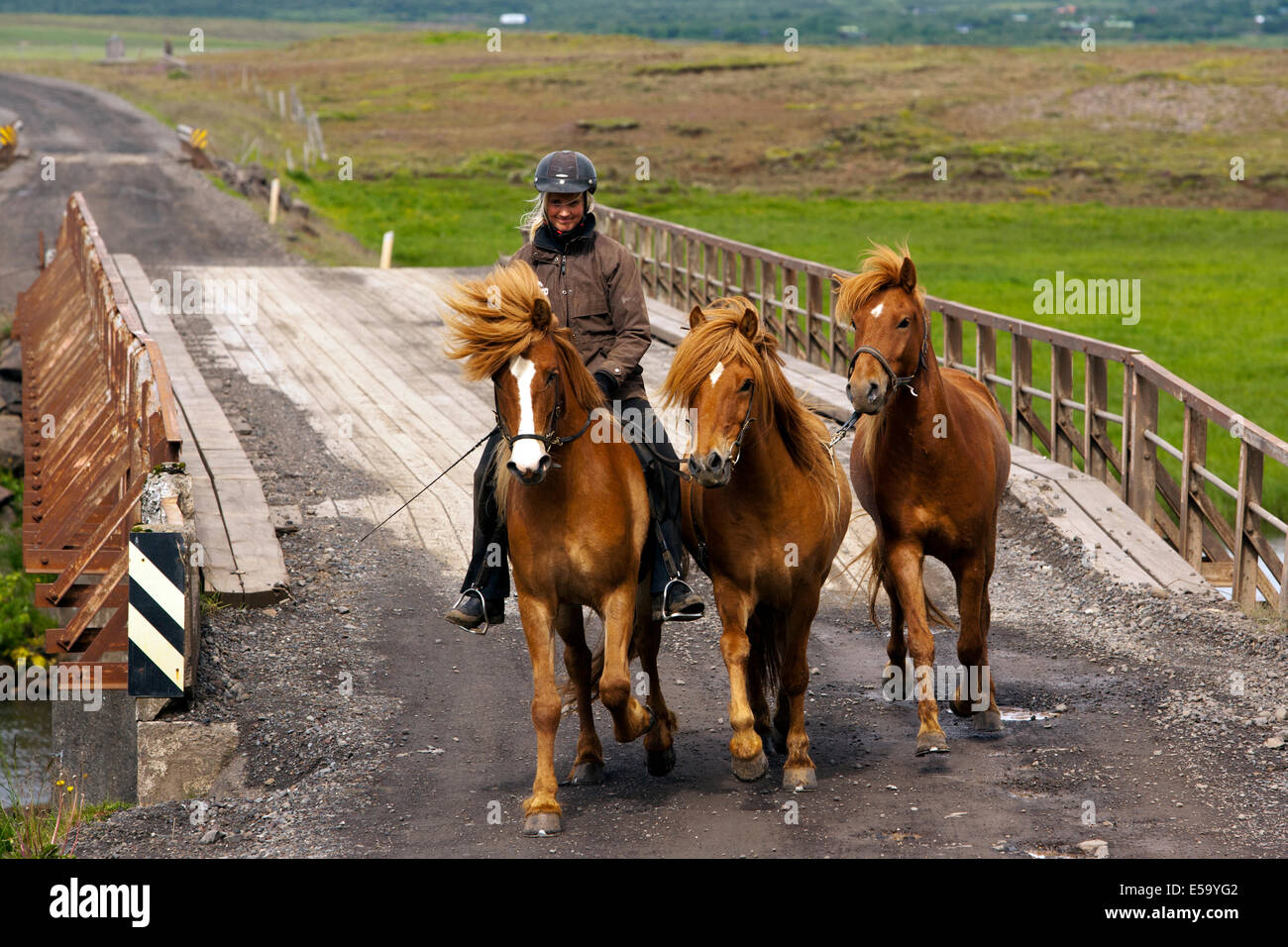 Jungen Fahrer mit Islandpferden - Island Stockfoto