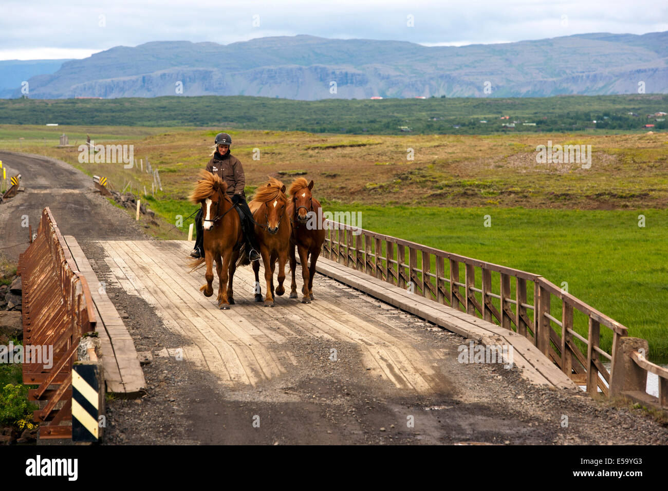 Jungen Fahrer mit Islandpferden - Island Stockfoto
