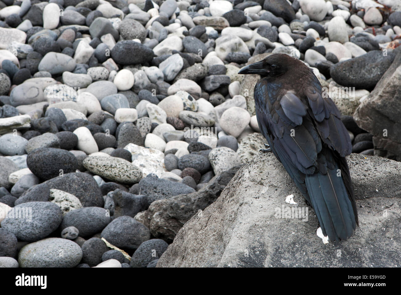 Raven Sie (Corvus Corax) - Anastarpi, Snaefellsnes Halbinsel, Island Stockfoto
