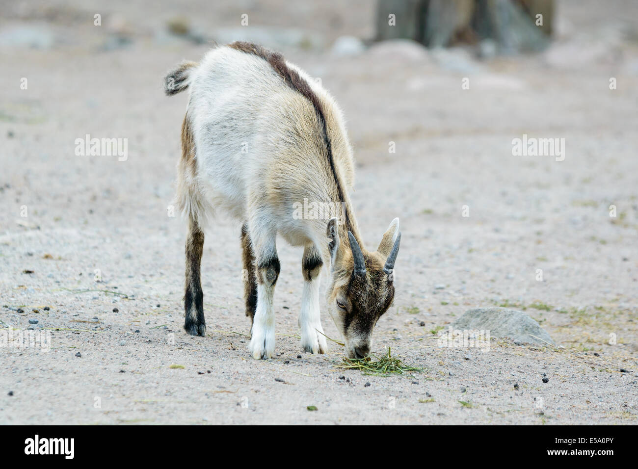 Eine Hausziege Capra Hircus, Weiden. Junge weiß graue Tiere kleinen Flecken des Grases in Kies zu finden. Stockfoto