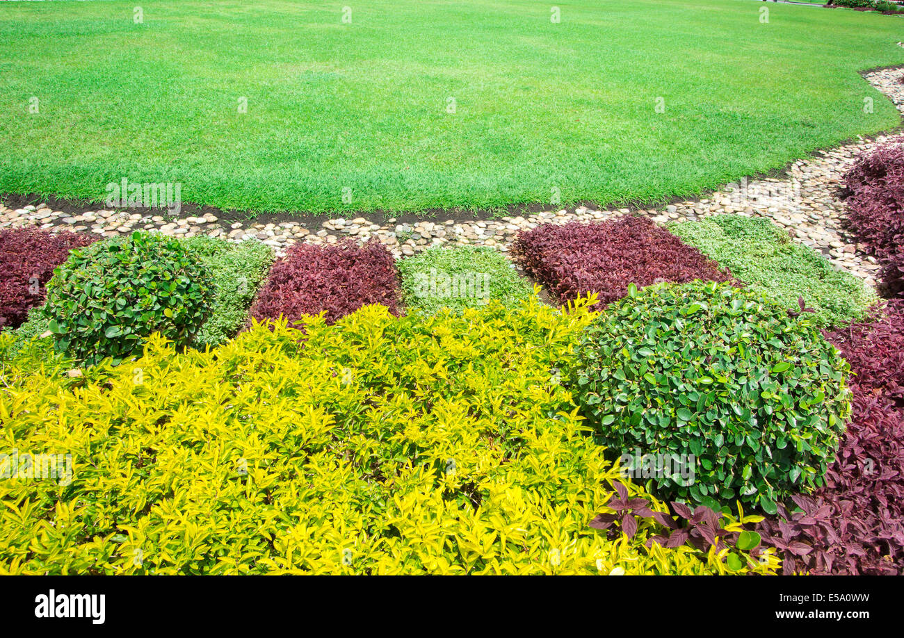 Busch im grünen Garten Hintergrund schmücken Stockfoto