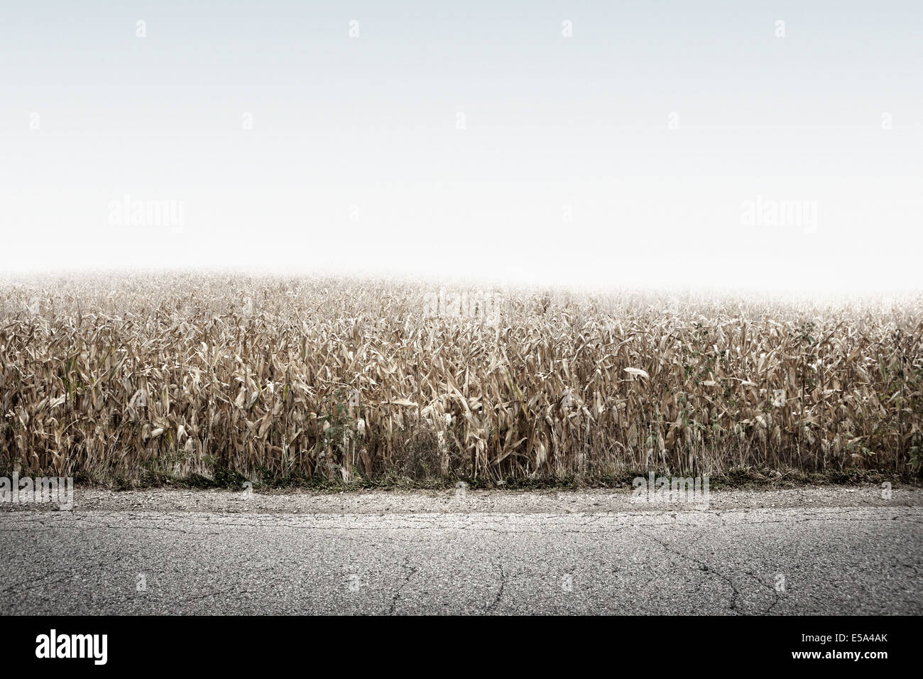 Ernte Feld wachsen entlang der Landstraße Stockfoto