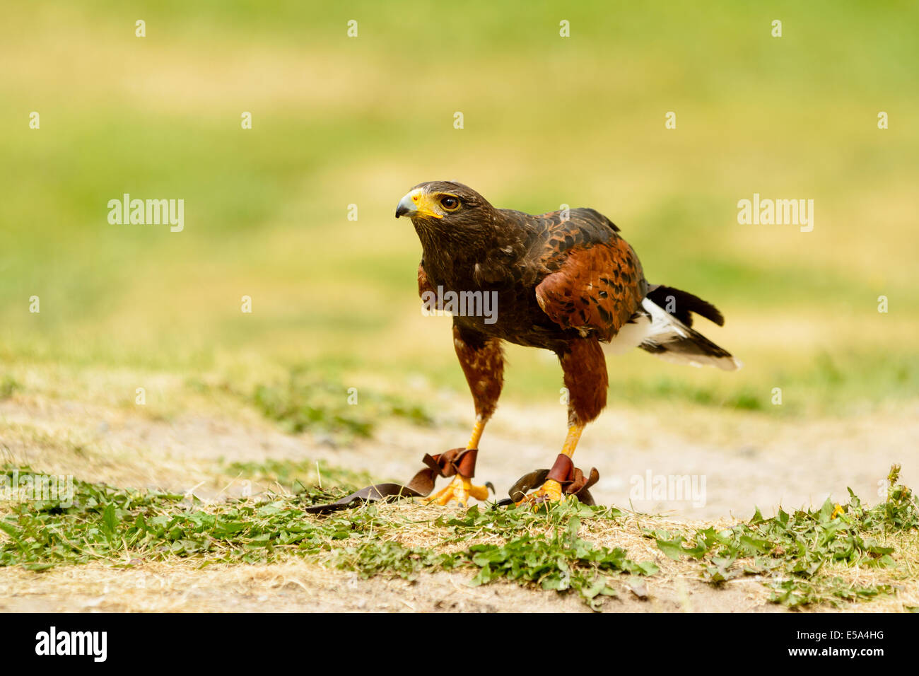 Harris hawk, Parabuteo Unicinctus, auf dem Boden. Dieser Raubvogel ist auch bekannt als Bucht-winged oder Altrosa Hawk. Stockfoto