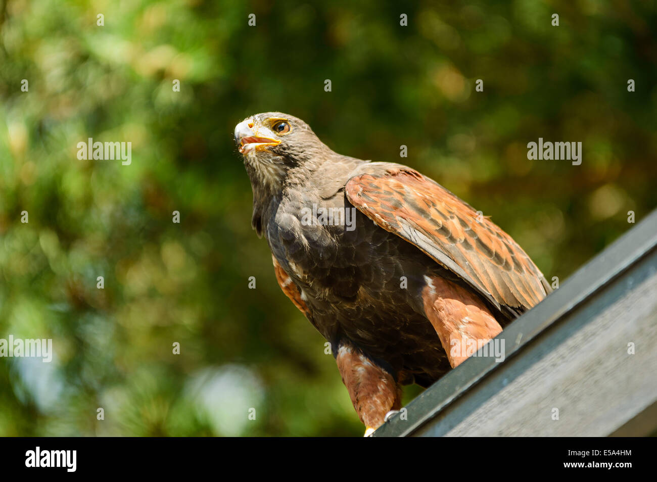 Harris hawk, Parabuteo Unicinctus, auf dem Dach. Dieser Raubvogel ist auch bekannt als Bucht-winged oder Altrosa Hawk. Stockfoto