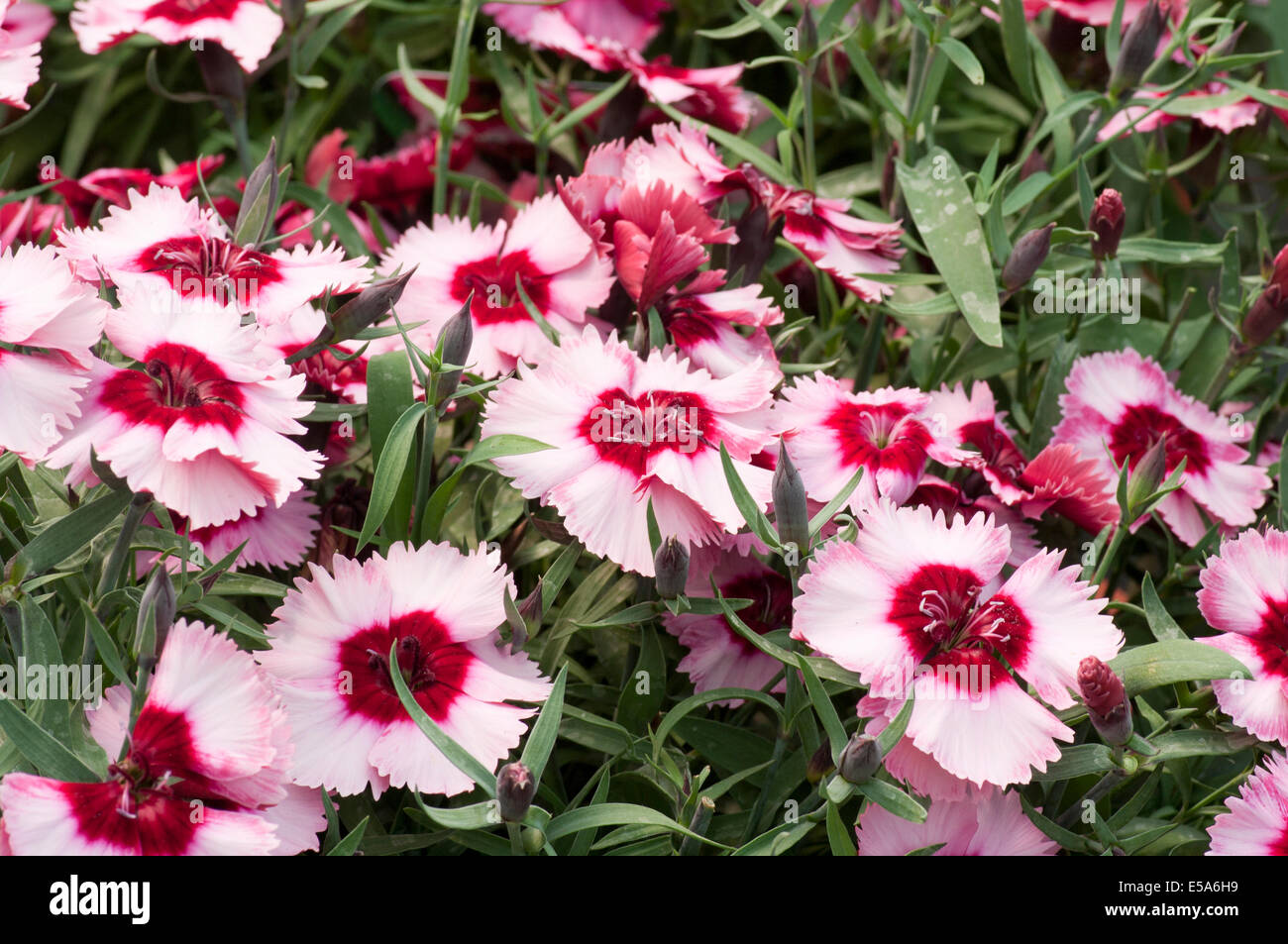 Rosa und rot Dianthus Caryophyllus Super Parfait Raspberry gemeinsamen Namen Rosa Stockfoto