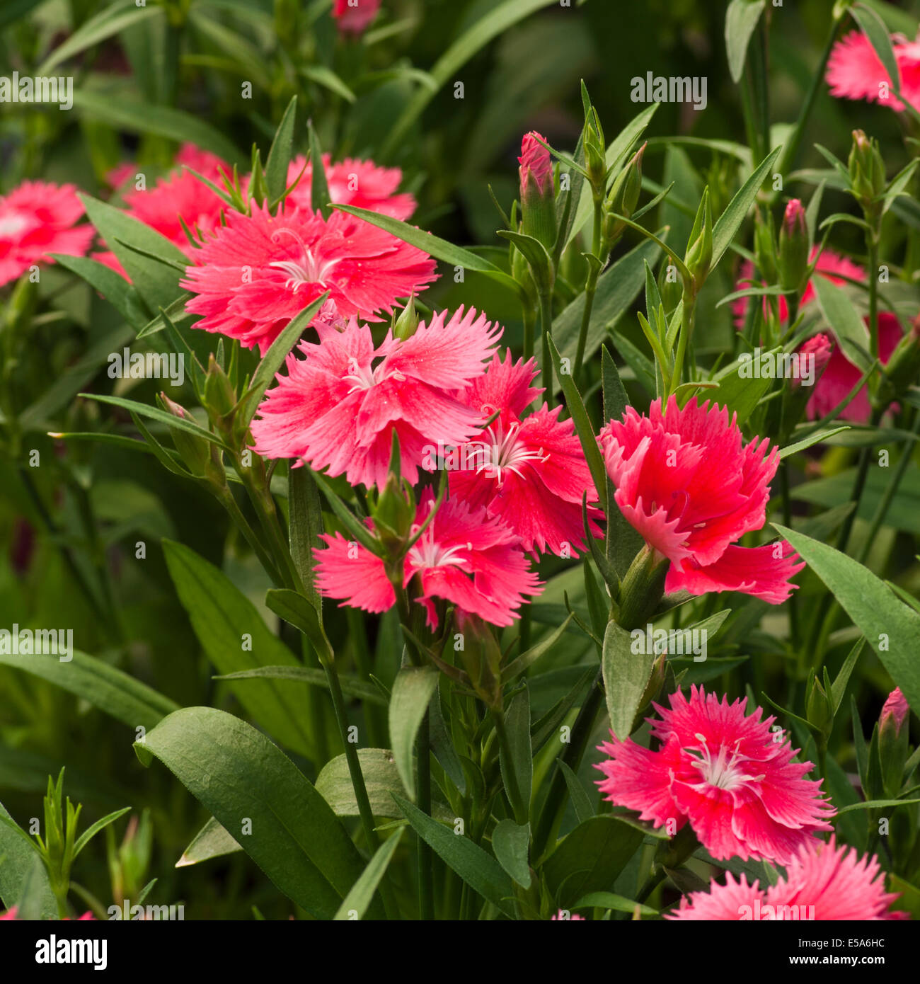 Rot Dianthus Caryophyllus gemeinsamen Namen Rosa Stockfoto