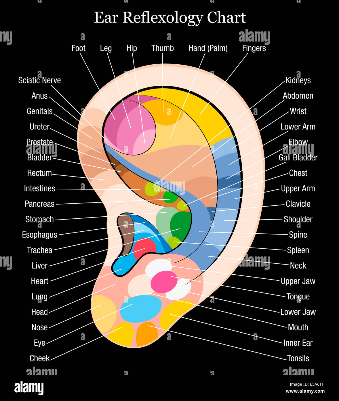 Ohr-Reflexzonen-Diagramm mit genauer Beschreibung der entsprechenden  inneren Organe und Körperteile Stockfotografie - Alamy