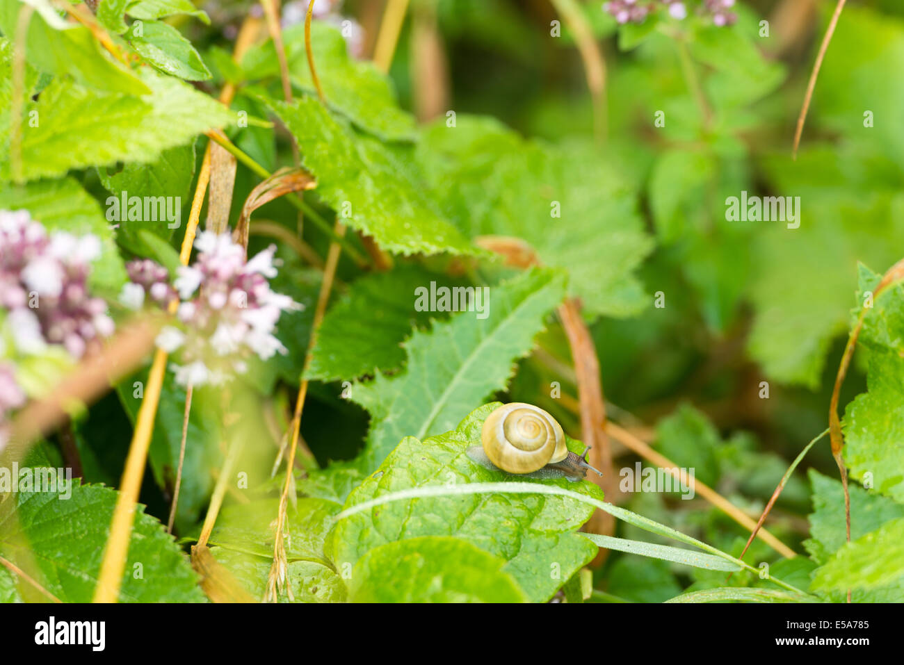 Gemeinsamer Garten Schnecke vorsichtig Klettern auf schlanken Stiel kontrastieren mit grünem Laub im Hintergrund inmitten Unterholz Stockfoto