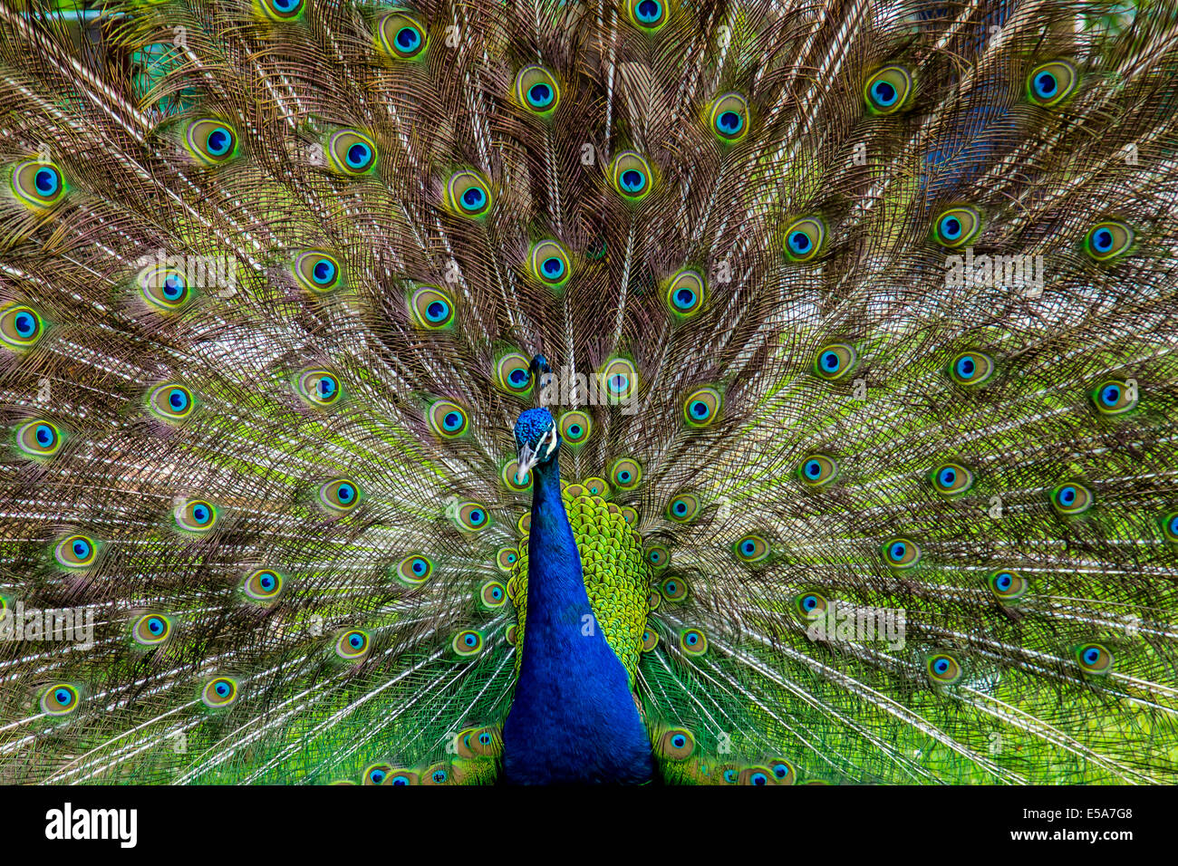 Pfau mit Federn aufgefächert Stockfoto