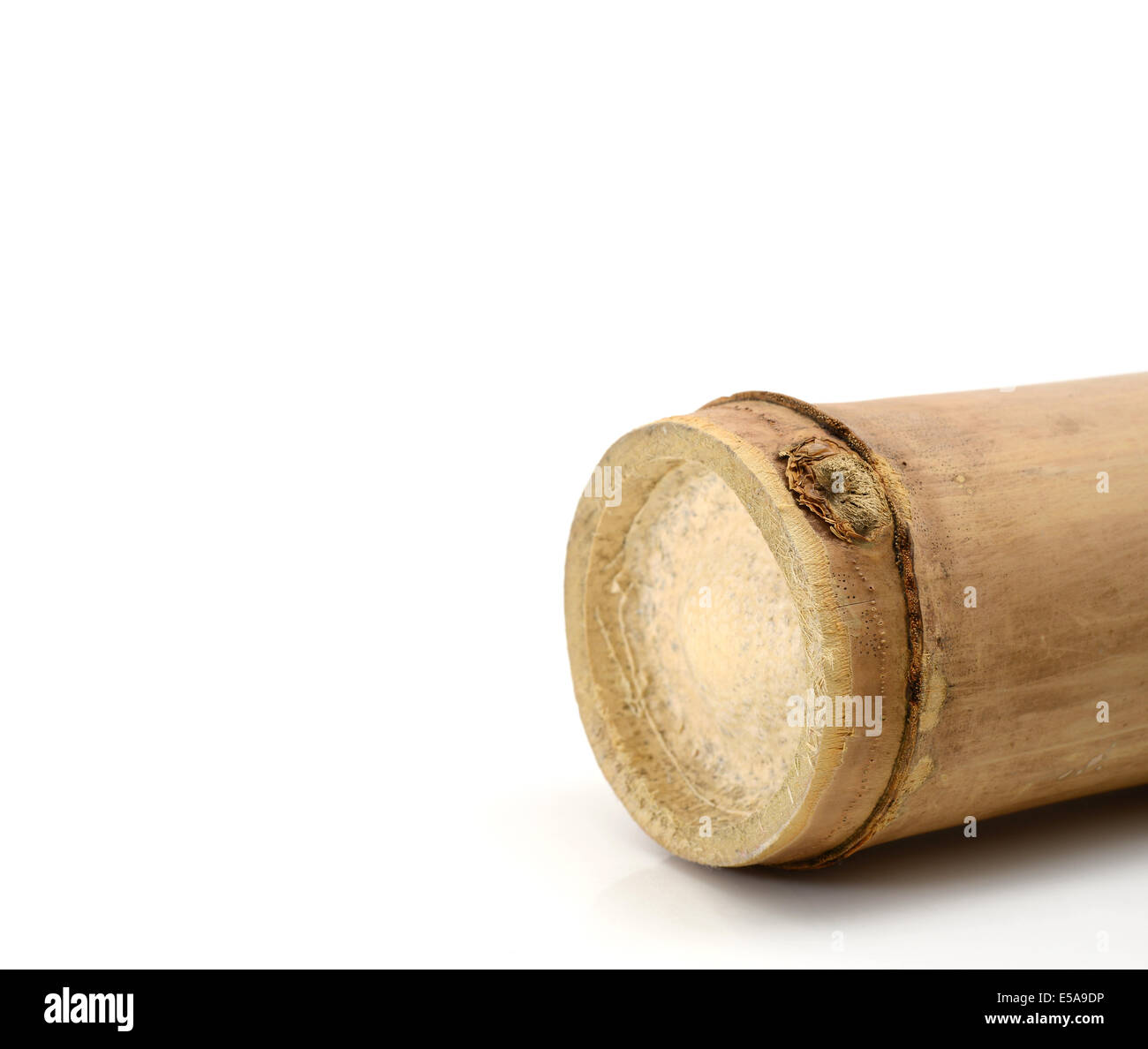 Bambus-Rohr auf weißem Hintergrund Stockfoto