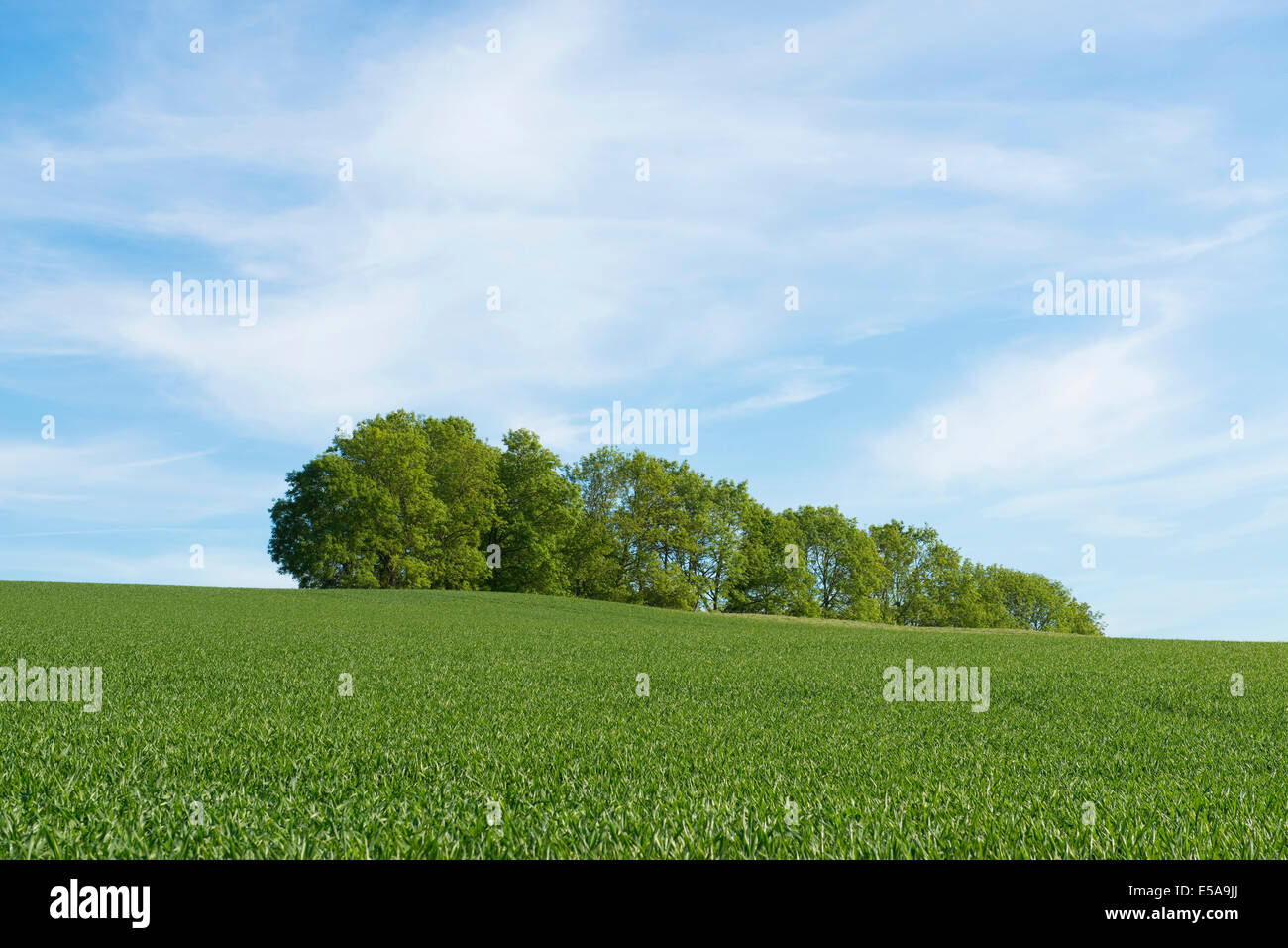 Weizen-Feld und einem Wäldchen, Thüringen, Deutschland Stockfoto