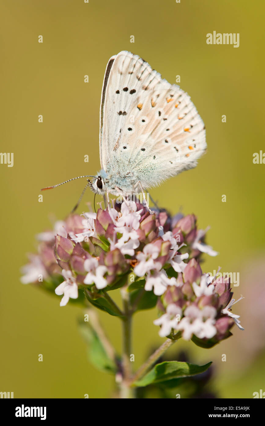 Adonis Blue (Polyommatus Bellargus, Lysandra Bellargus) auf einer wilden Majoran oder Oregano Pflanze (Origanum Vulgare) Stockfoto