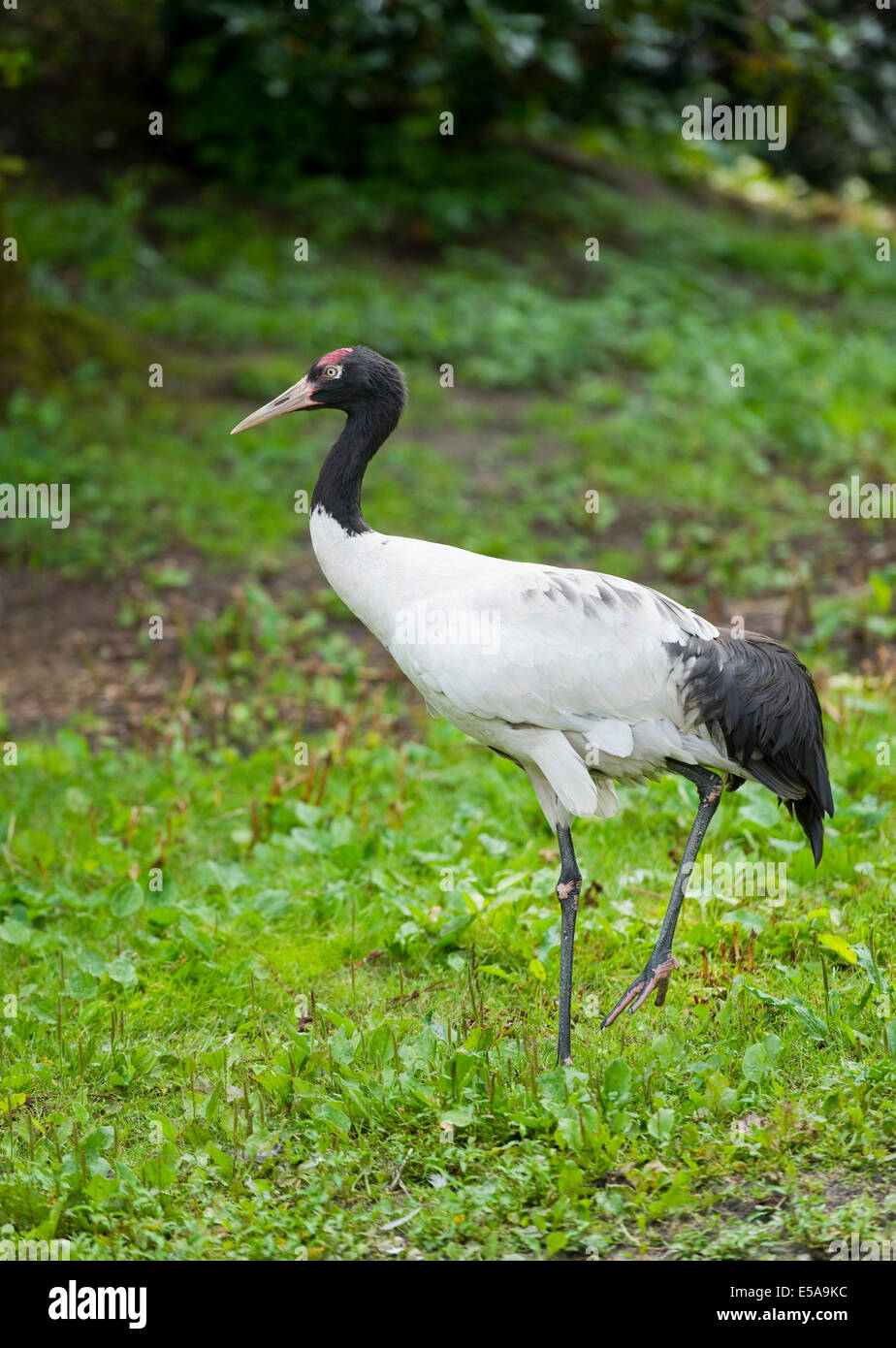 Schwarzhals-Kranich (Grus Nigricollis), Gefangenschaft, Niedersachsen, Deutschland Stockfoto