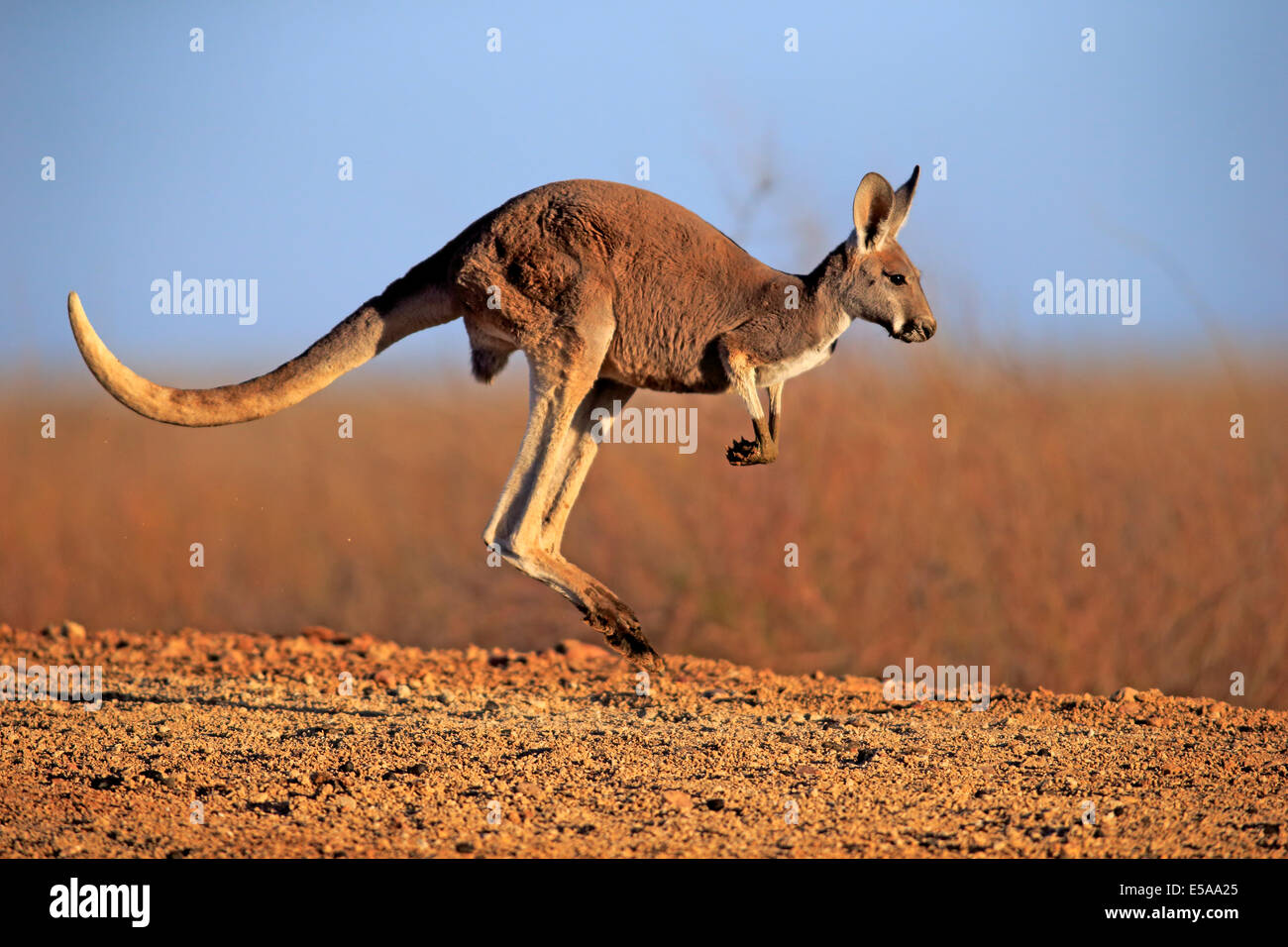 Red Känguru (Macropus Rufus), Erwachsene, springen, Sturt Nationalpark, New South Wales, Australien Stockfoto