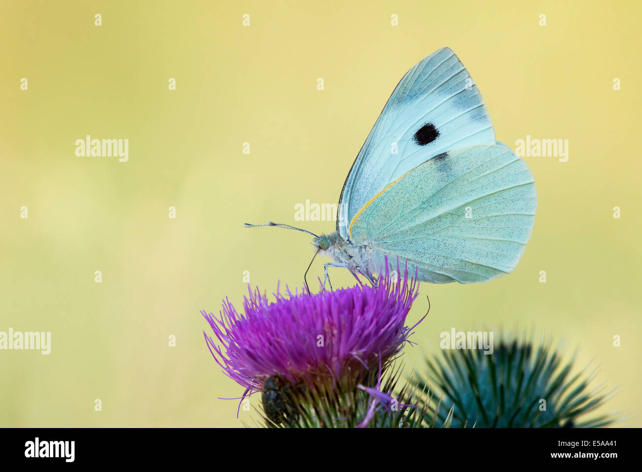Großer Kohlweißling (Pieris Brassicae) auf Milk Thistle (Silybum Marianum), Nordhessen, Hessen, Deutschland Stockfoto