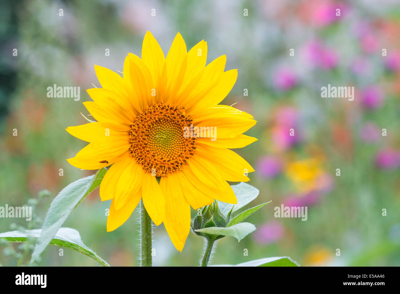 Sonnenblume (Helianthus Annuus), vor einem Sommer Blume Wiese, Nordhessen, Hessen, Deutschland Stockfoto