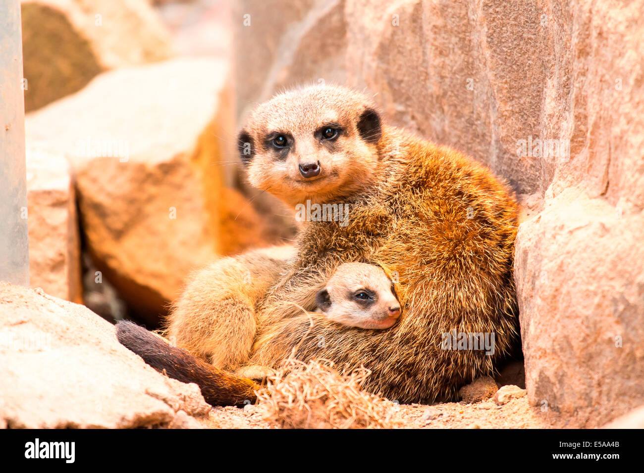 Erdmännchen (Suricata Suricatta), Erwachsene mit jungen, Zoo, Gefangenschaft, Nord-Hessen, Hessen, Deutschland Stockfoto