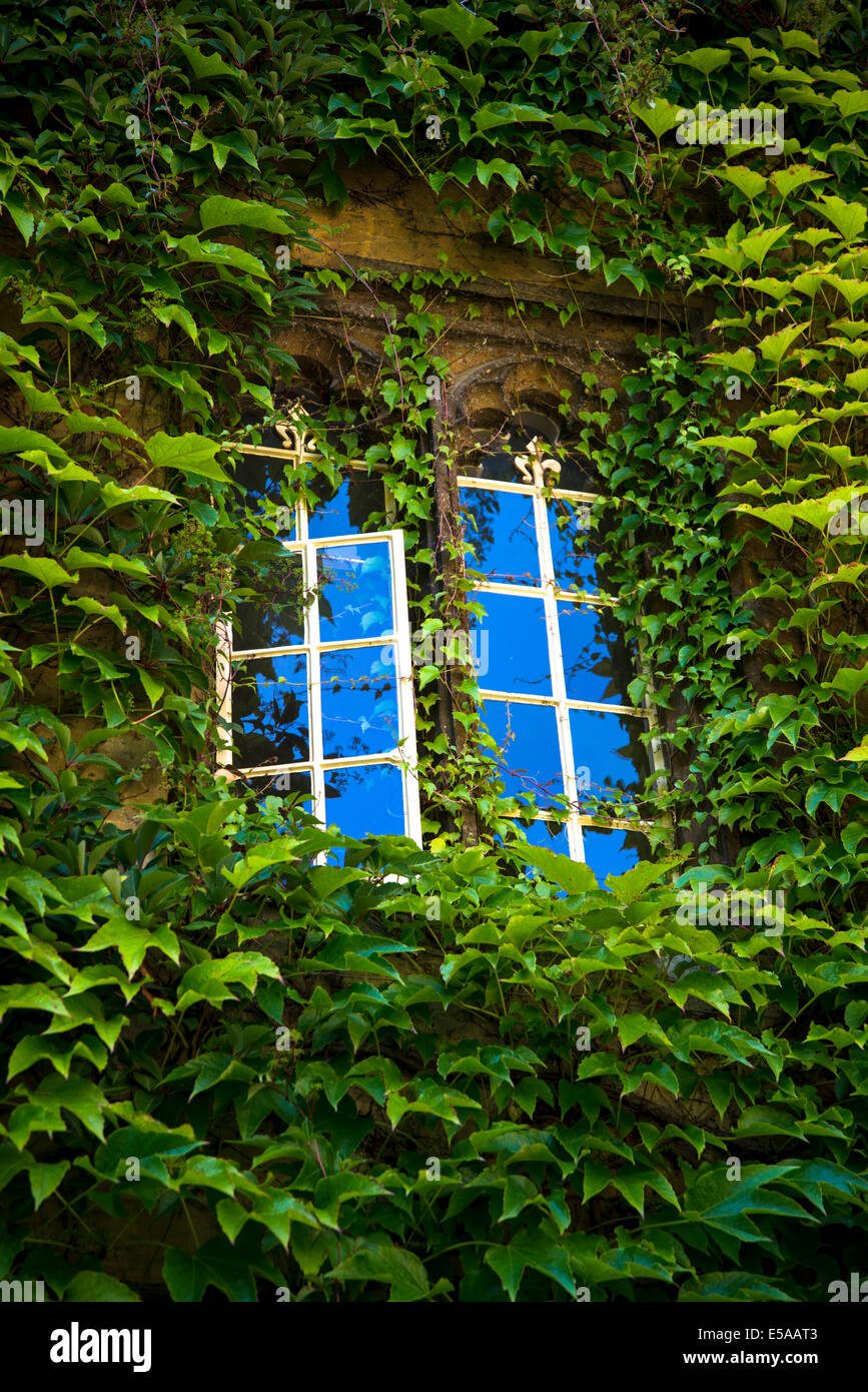 Fenster umgeben mit Efeu, Balliol College, Oxford, England, UK Stockfoto