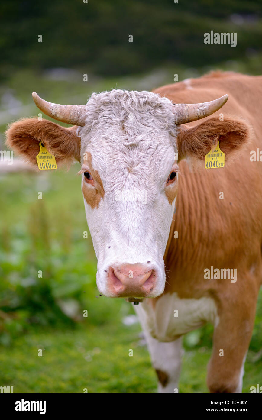 Portrait einer Kuh auf einer Wiese Stockfoto
