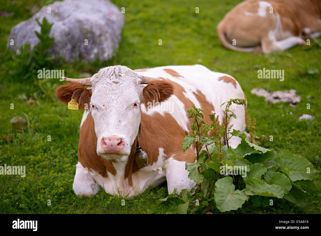 Portrait einer Kuh auf einer Wiese Stockfoto