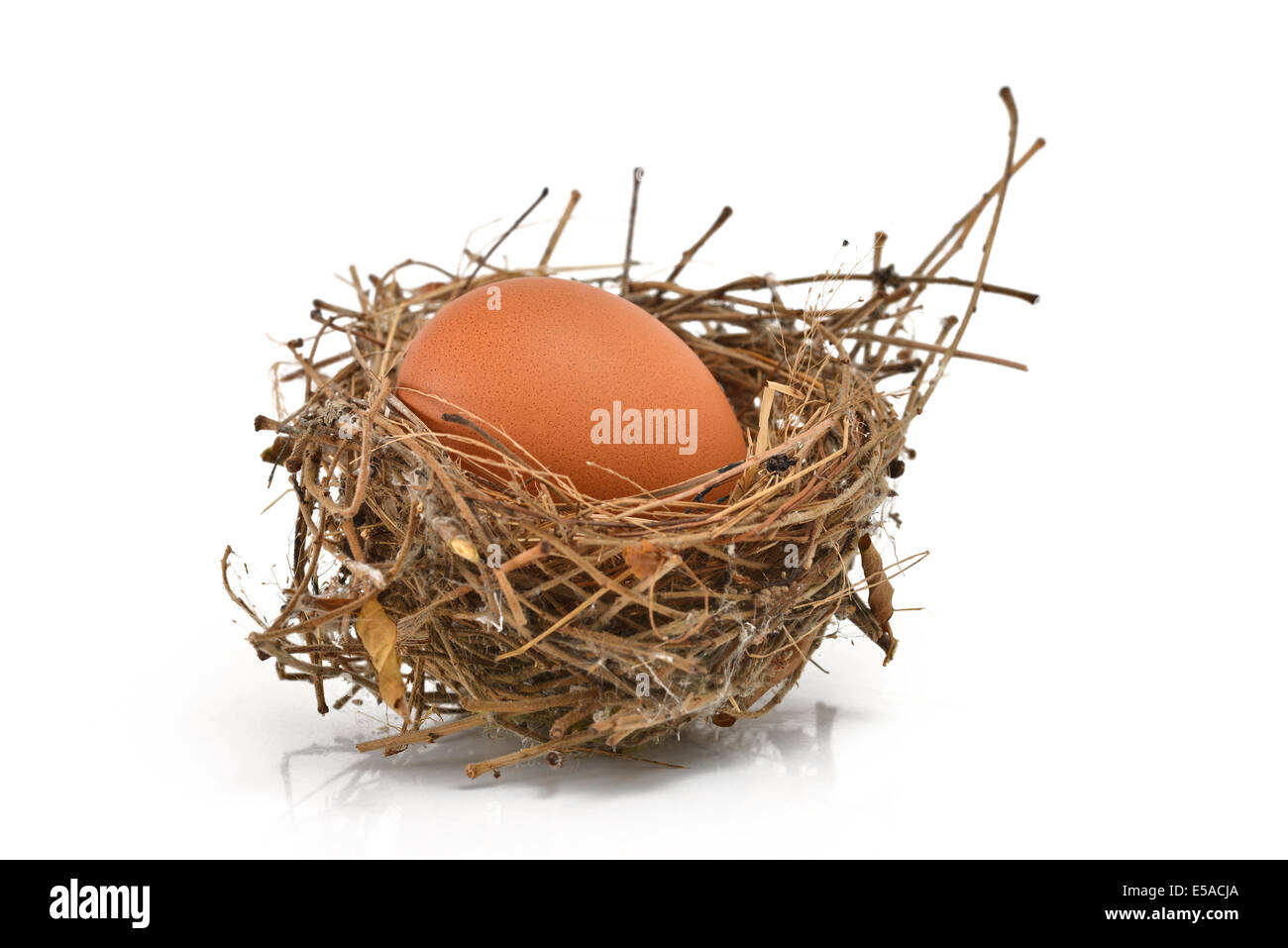 Henne-Ei in einem nest Stockfoto
