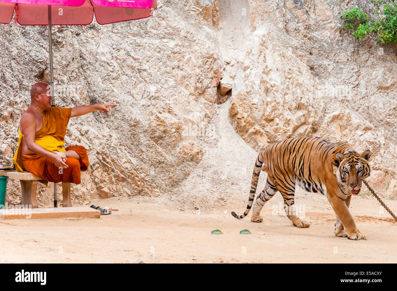 Buddhistischer Mönch mit einem bengalischen Tiger im Tiger-Tempel am 23. Mai 2014 in Kanchanaburi, Thailand. Stockfoto