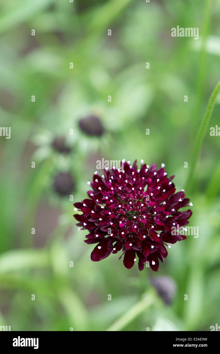 Scabiosa Atropurpurea "Sommerbeeren". Nadelkissen Blume. Süße Witwenblume "Sommerbeeren" Stockfoto