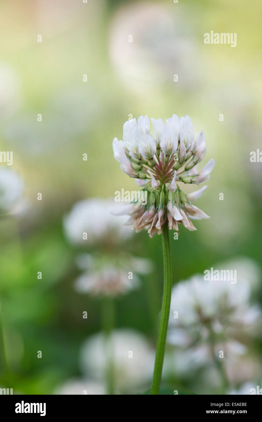 Trifolium.  Klee Blüte Stockfoto