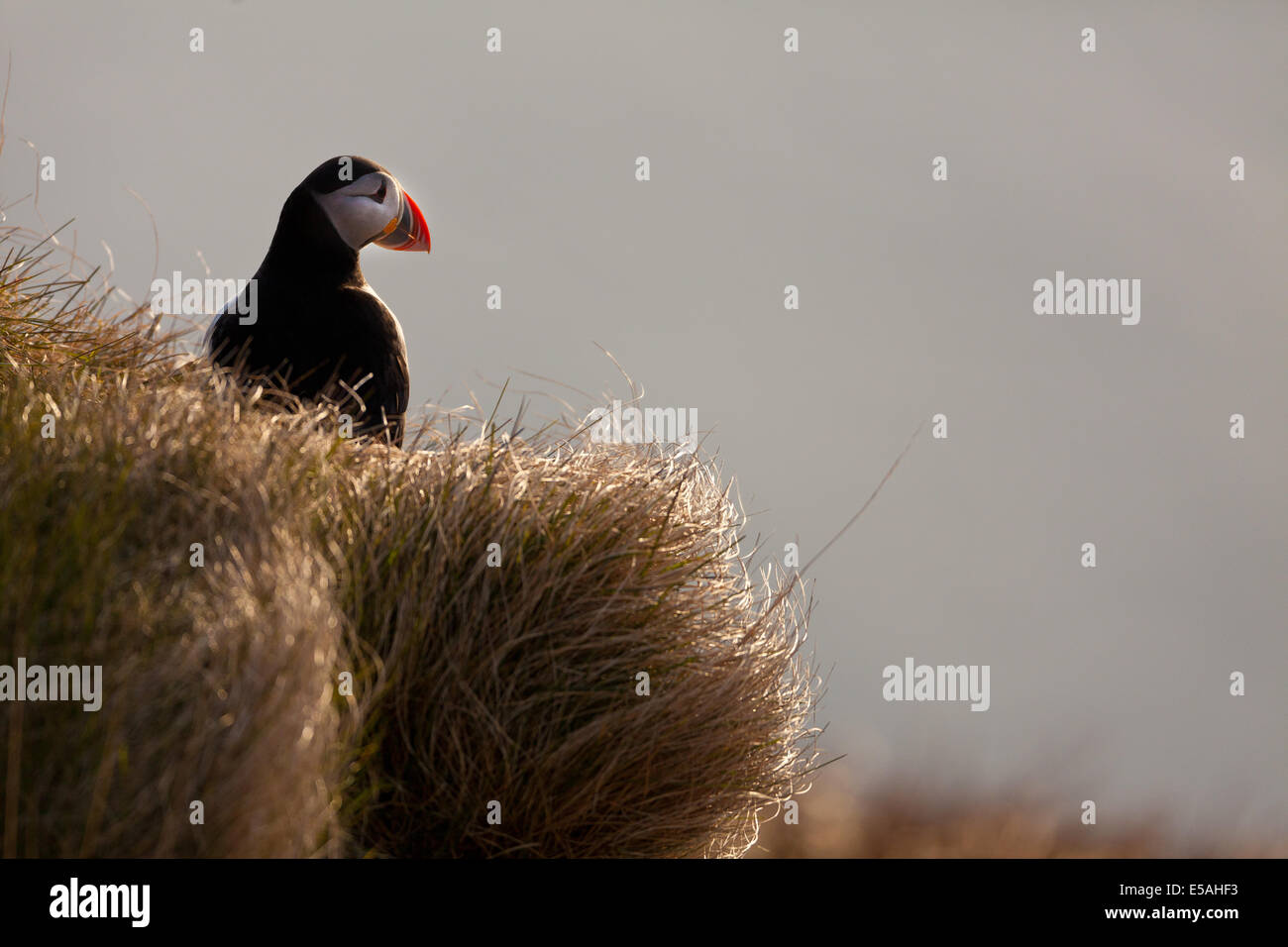 Papageitaucher Fratercula Arctica, auf der Insel Runde in Herøy Kommune, Møre Og Romsdal Fylke, Norwegen. Stockfoto