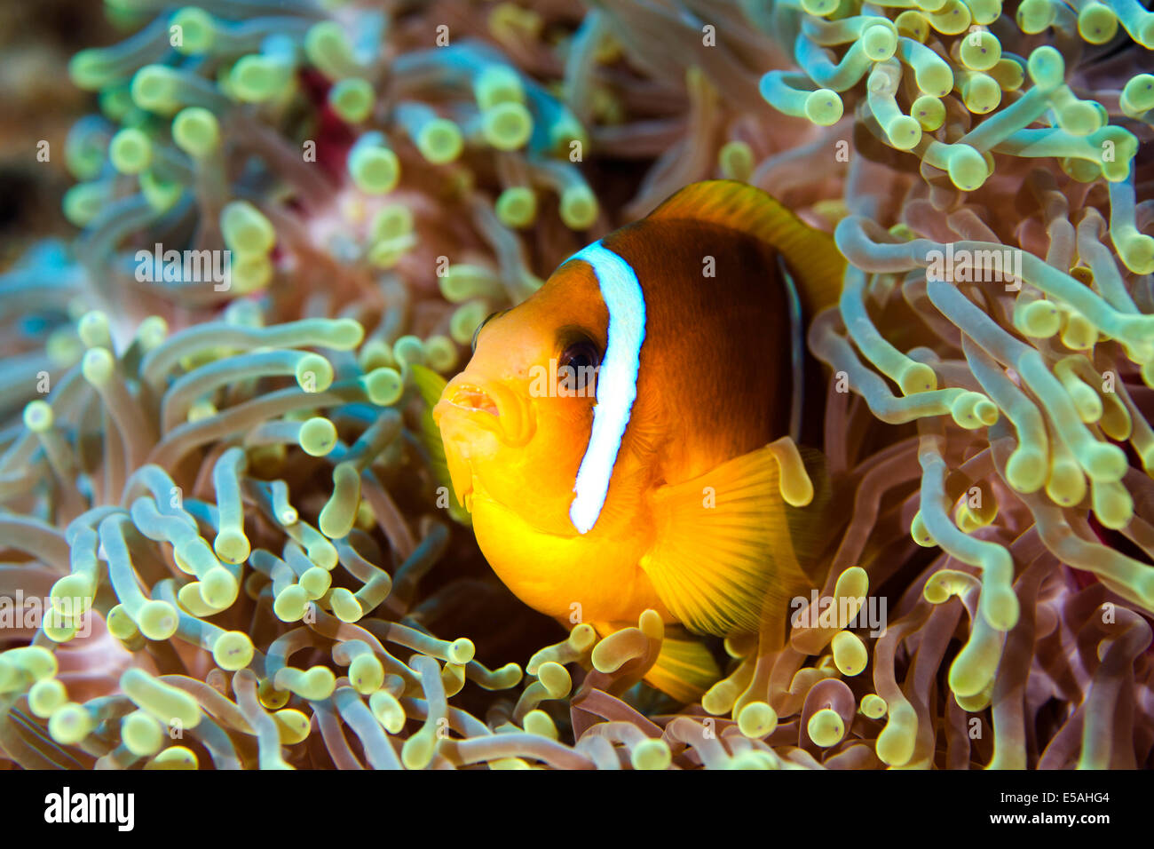 Red Sea Anemonenfisch Amphiprion bicinctus Stockfoto