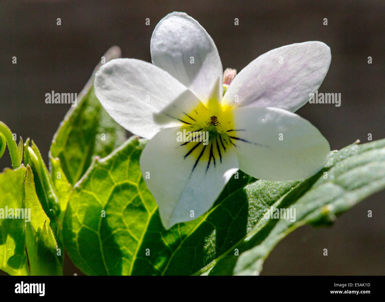 Viola Canadensis; Scopulorum; Viola Scopulorum; Weiß violett; Violaceae; Violette Familie; Wildblumen in voller Blüte, zentralen Colorado Stockfoto