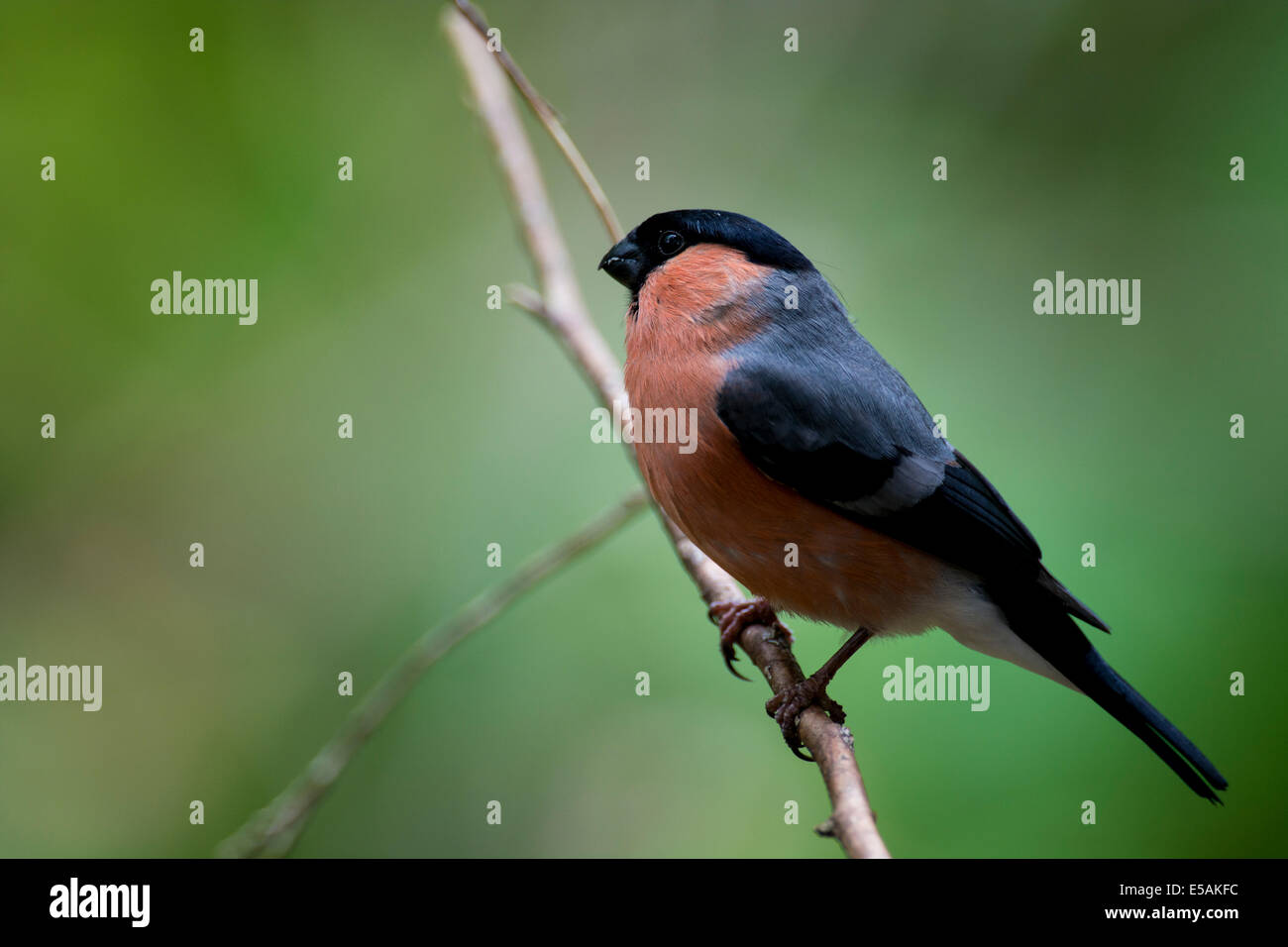 Gimpel Pyrrhula pyrrhula Stockfoto