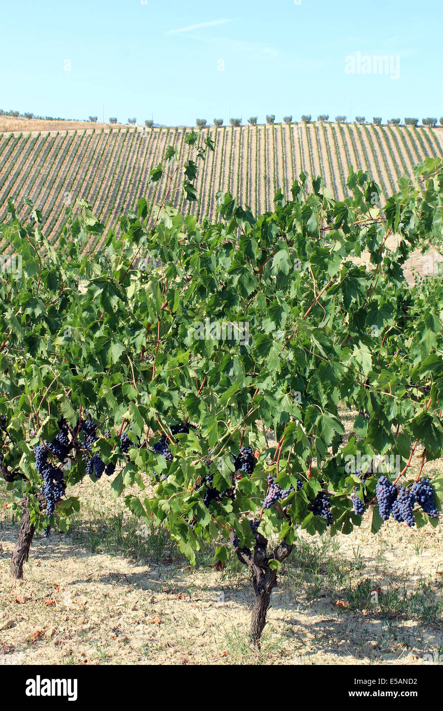 Rote Trauben im italienischen Weinberg Stockfoto