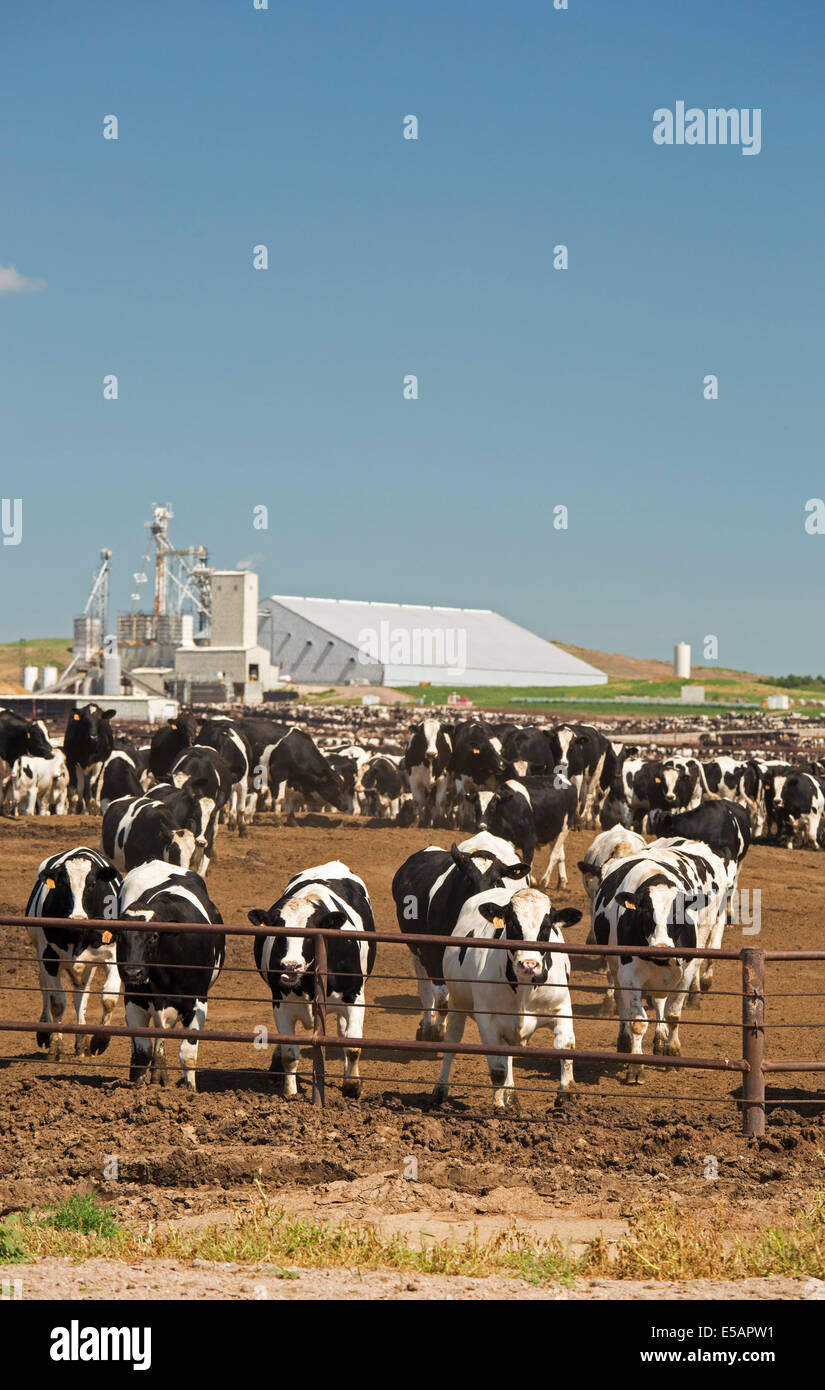 North Platte, Nebraska The North Platte Vieh Feeder Feedlot betrieben