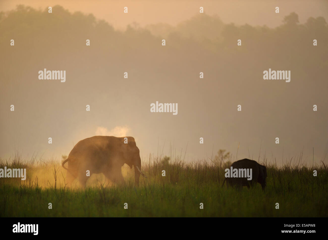 Elefanten im Grünland Stockfoto