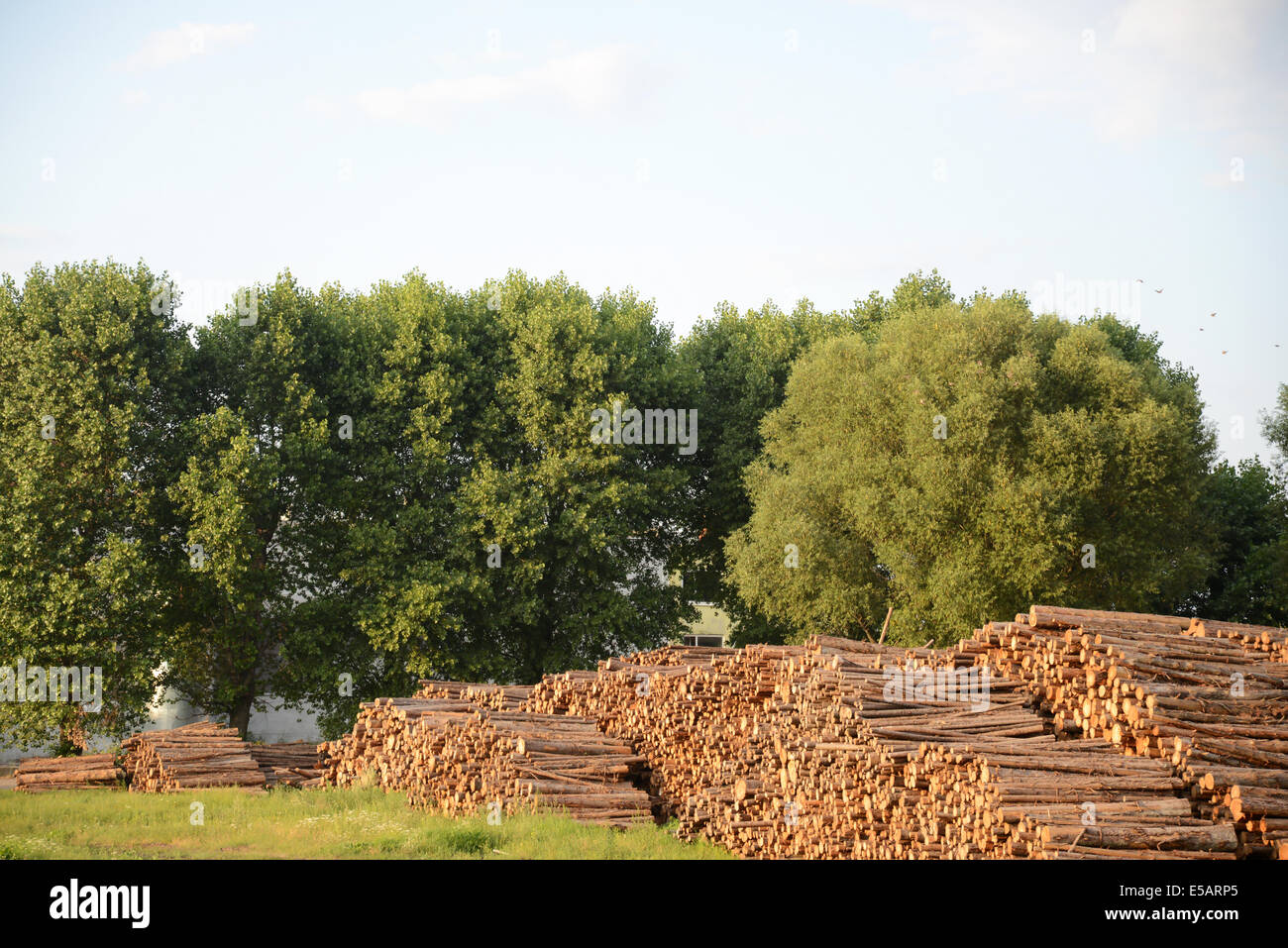 Holzindustrie - Baumstämmen Stockfoto