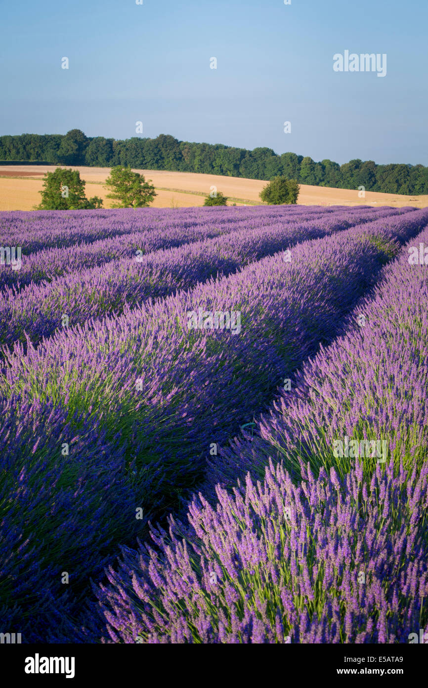 Reihen von Lavendel in der Nähe von Snowshill, Cotswolds, Gloucestershire, England Stockfoto