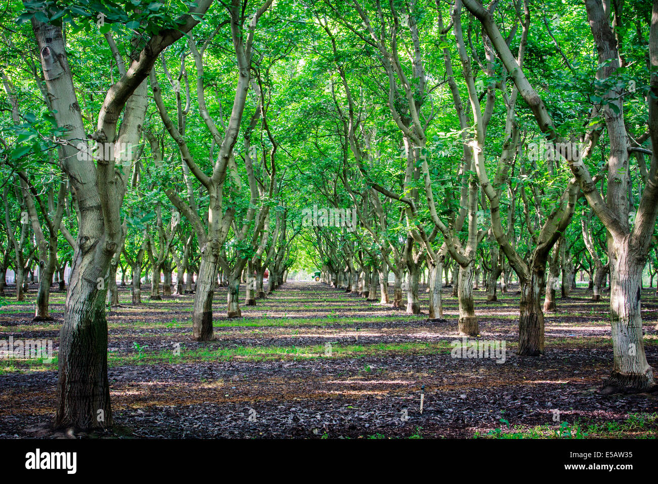 Dichtem Laub in einer Reihe von Apfelbäumen in einer Apfelplantage in California Central Valley im Frühling Stockfoto