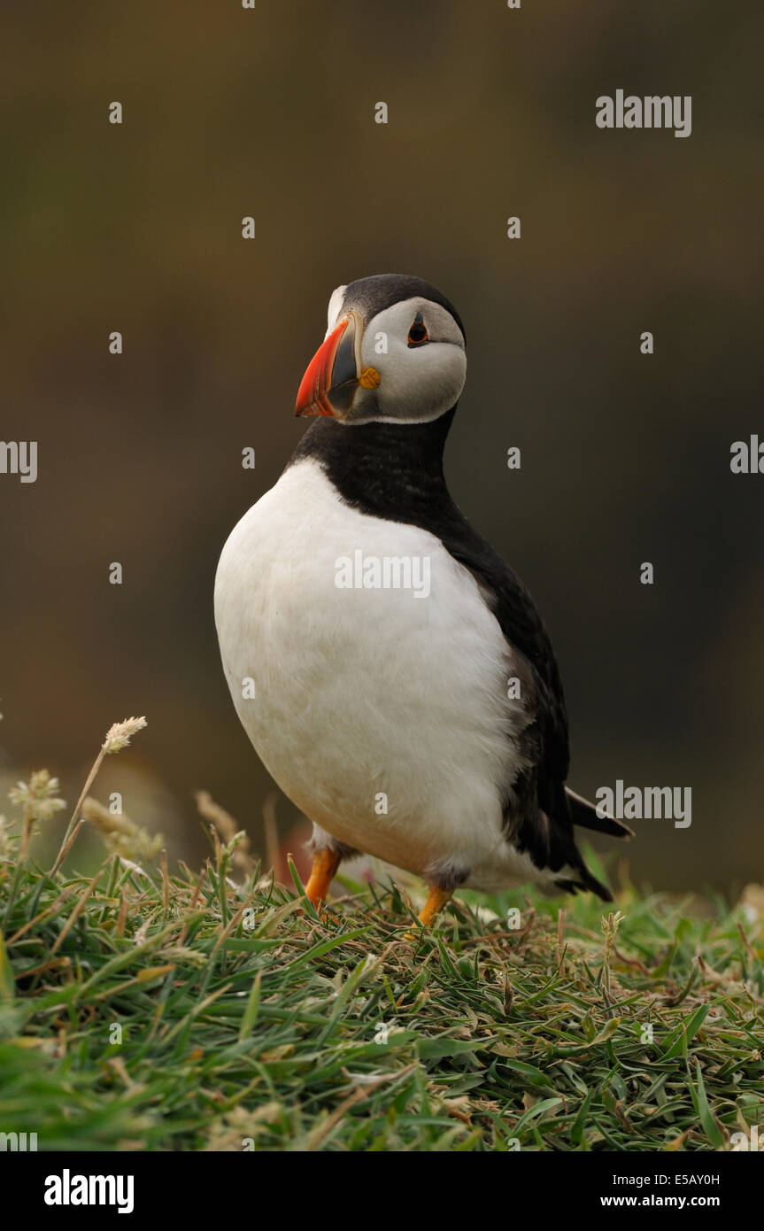 Papageitaucher zwischen Gräsern und kleinen Blumen auf den Klippen von Skomer Island im Südwesten der Halbinsel Marloes Stockfoto