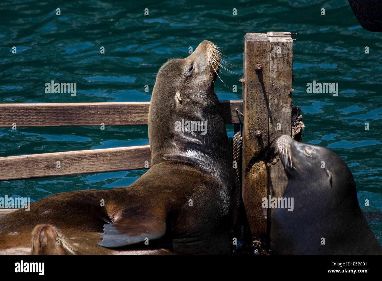 Kalifornien Seelöwen, genießen Sie die Sonne am Fishermans Wharf, Monterey, Kalifornien. Stockfoto