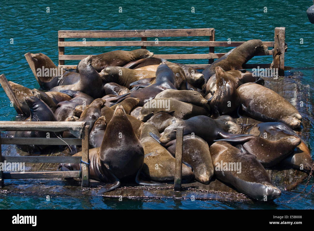 Eine Gruppe von Seelöwen ruht auf einer Plattform am Fishermans Wharf in Monterey, Kalifornien. Stockfoto