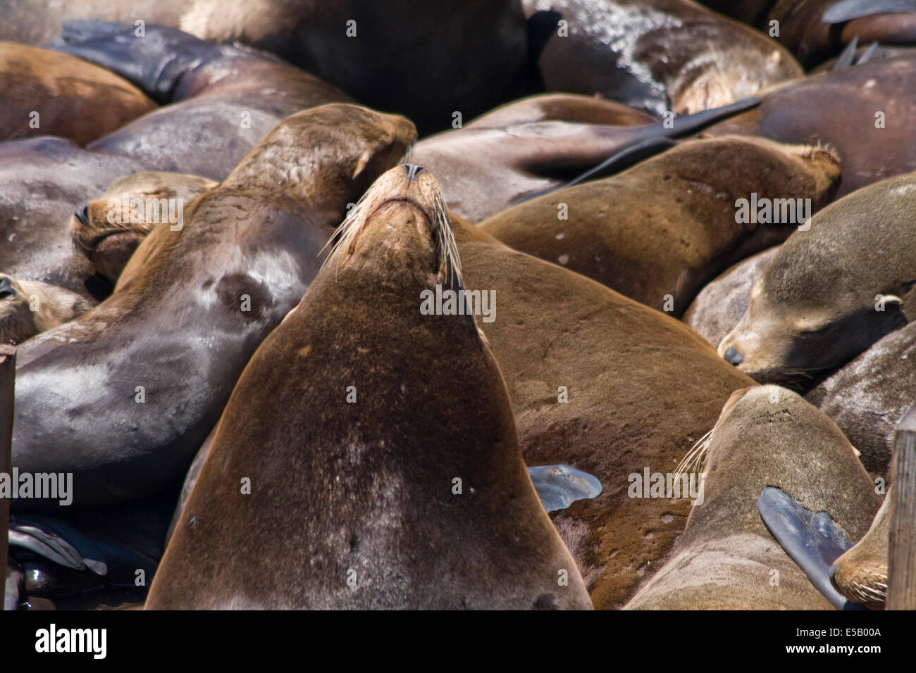 Eine Gruppe von Seelöwen ruht auf einer Plattform am Fishermans Wharf in Monterey, Kalifornien. Stockfoto